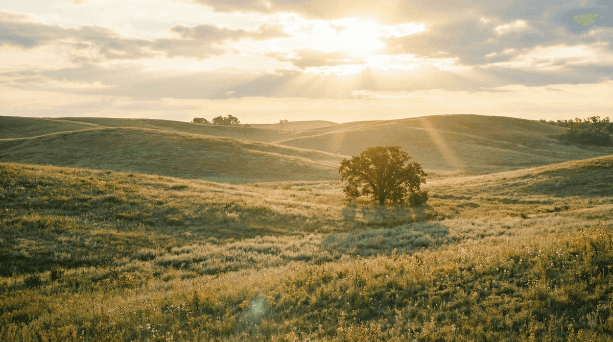 Collines ensoleillées avec rayons de lumière et arbre solitaire